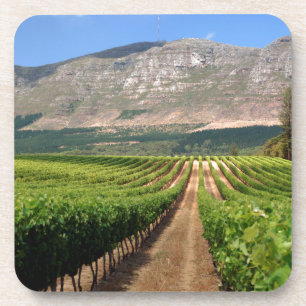 Vineyards Of Groot Constantia Wine Estate Coaster