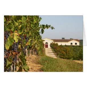 Vineyards, petit verdot vines and the winery in