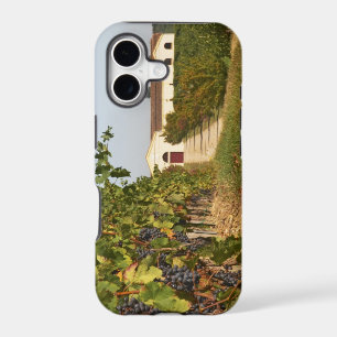 Vineyards, petit verdot vines and the winery in