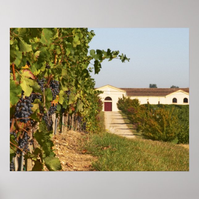 Vineyards, petit verdot vines and the winery in poster (Front)