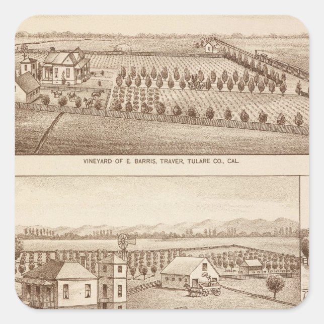 Vineyards, ranches, Tulare Co, Calif Square Sticker (Front)