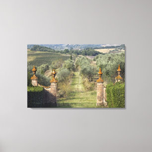 Vineyards, Tuscany, Italy Canvas Print