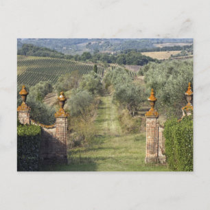 Vineyards, Tuscany, Italy Postcard