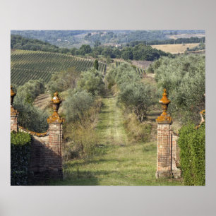 Vineyards, Tuscany, Italy Poster