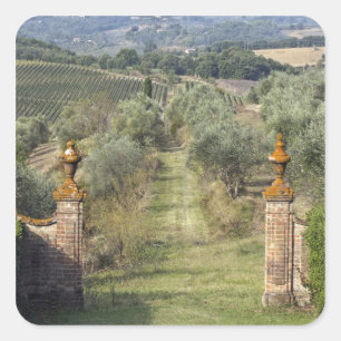 Vineyards, Tuscany, Italy Square Sticker