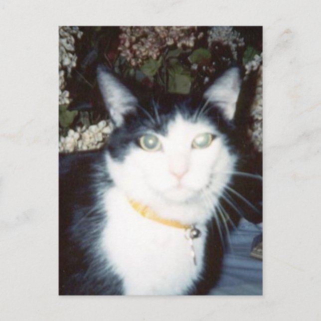 Vinnie Postcard (Front)