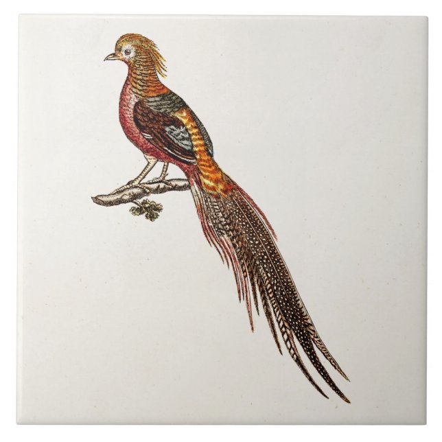 Vintage 1700s Pheasant Game Birds - Pheasant Bird Tile (Front)