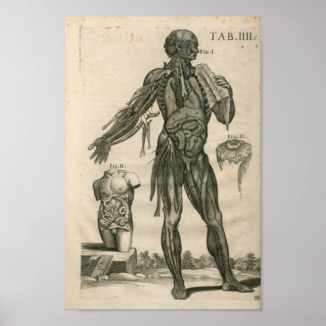Vintage 1741 Muscle Anatomy Print (Front)