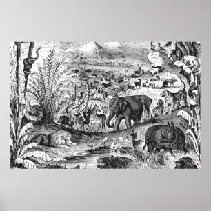 Vintage 1800s African Animal Illustration Animals Poster
