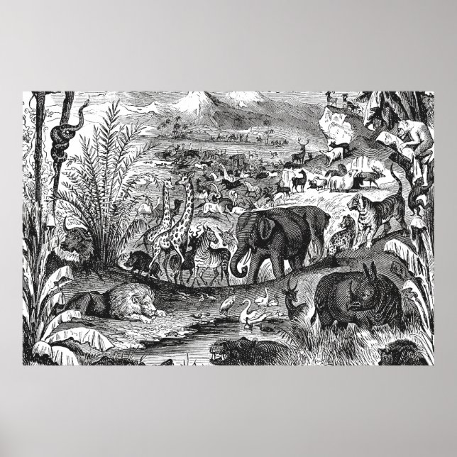 Vintage 1800s African Animal Illustration Animals Poster (Front)