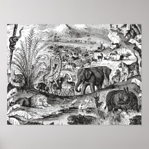 Vintage 1800s African Animal Illustration Animals Poster