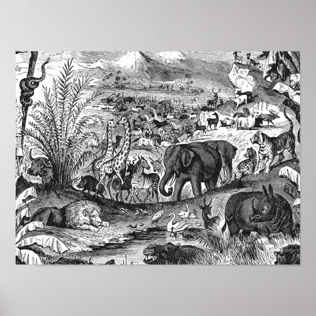 Vintage 1800s African Animal Illustration Animals Poster (Front)