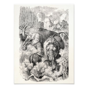 Vintage 1800s African Elephant - Elephants Photo Print