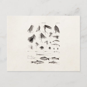 Vintage 1800s Angling Fly Fishing Flies Old Hooks Postcard