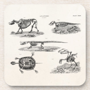 Vintage 1800s Animal Skeletons Antique Anatomy Coaster