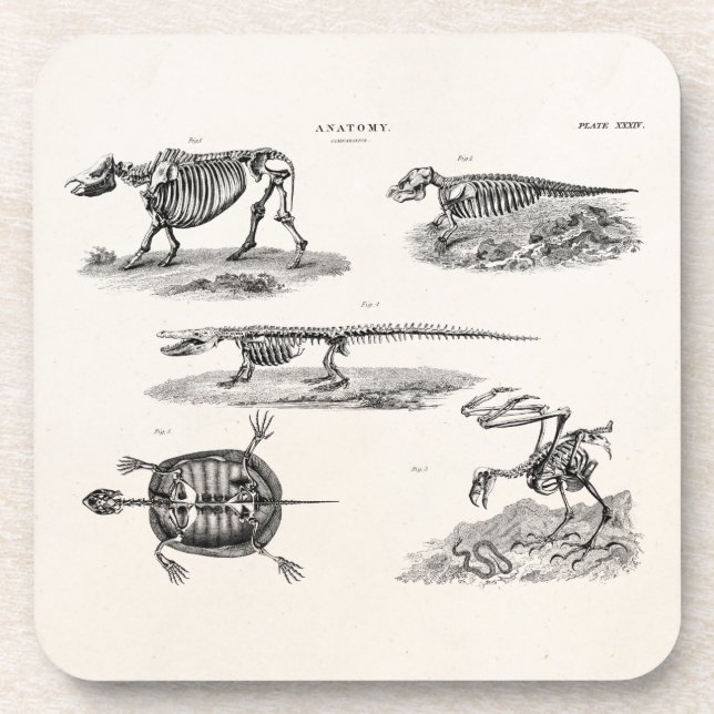 Vintage 1800s Animal Skeletons Antique Anatomy Coaster (Front)