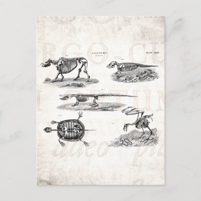 Vintage 1800s Animal Skeletons Antique Anatomy Postcard (Front)