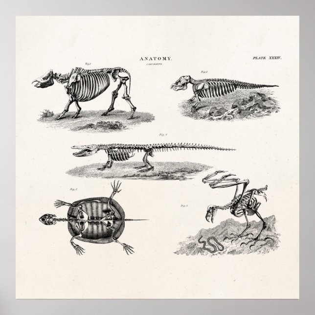 Vintage 1800s Animal Skeletons Antique Anatomy Poster (Front)