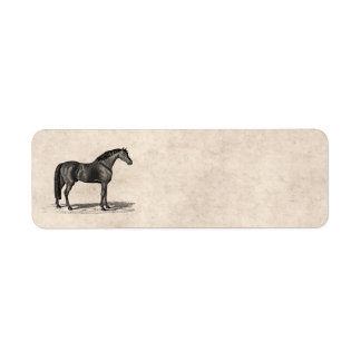 Vintage 1800s Arabian Horse Illustration - Horses