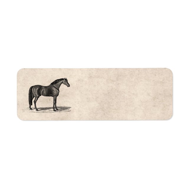 Vintage 1800s Arabian Horse Illustration - Horses (Front)