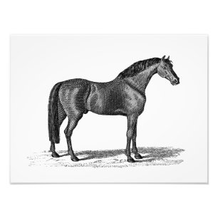 Vintage 1800s Arabian Horse Illustration - Horses Photo Print