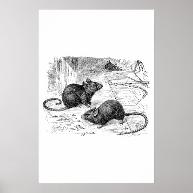 Vintage 1800s Barn Mouse Retro Mice Illustration Poster (Front)