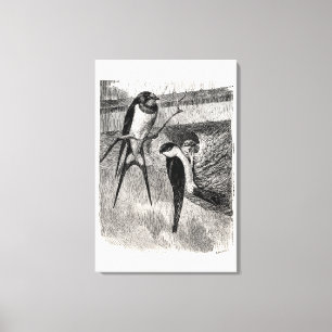 Vintage 1800s Barn Swallow Martin Bird Swallows Canvas Print