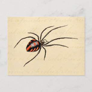 Vintage 1800s Black Red Spider Template Spiders Postcard