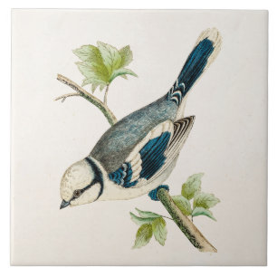 Vintage 1800s Blue Bird Songbird Birds Drawing Tile