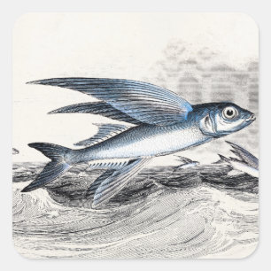 Vintage 1800s Blue Flying Fish In Ocean Waves Square Sticker
