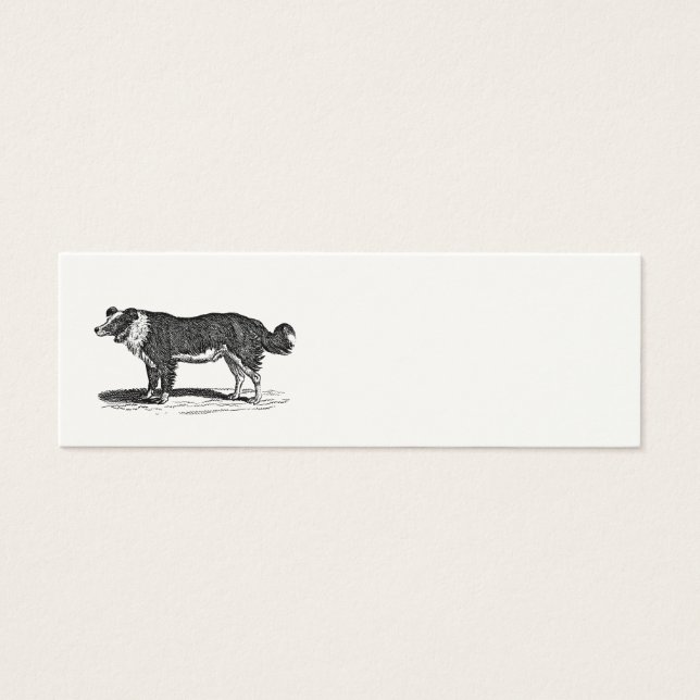 Vintage 1800s Border Collie Dog Illustration (Front)