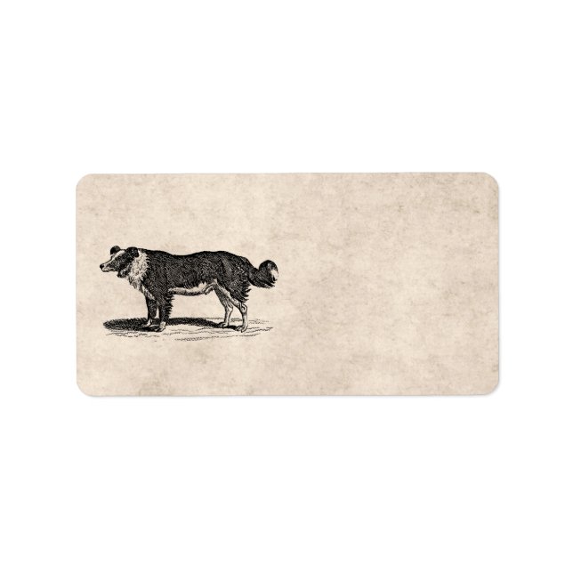 Vintage 1800s Border Collie Dog Illustration Label (Front)