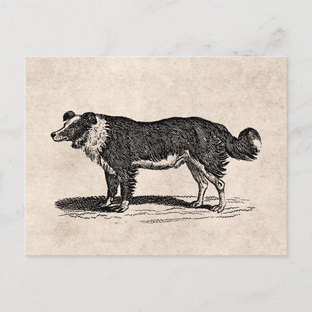 Vintage 1800s Border Collie Dog Illustration Postcard (Front)