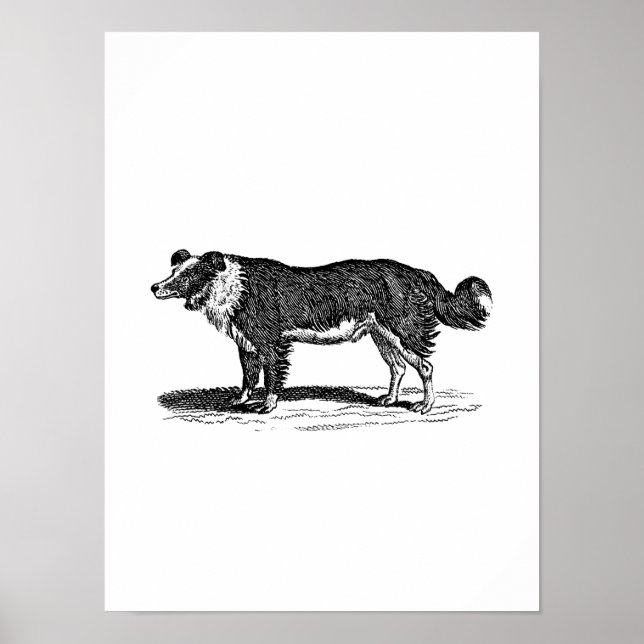 Vintage 1800s Border Collie Dog Illustration Poster (Front)