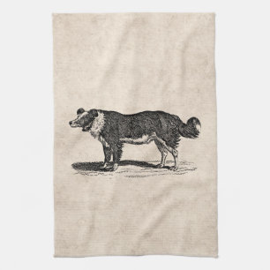 Vintage 1800s Border Collie Dog Illustration Tea Towel