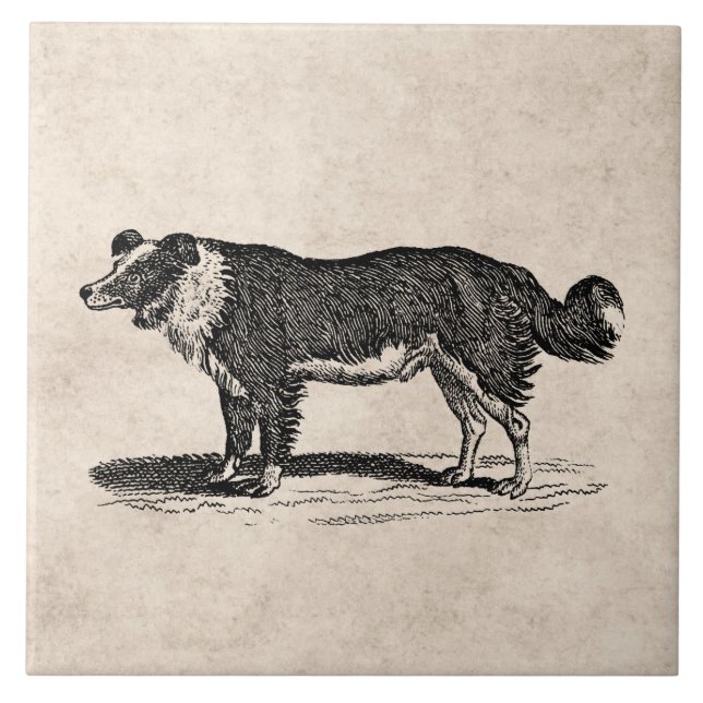 Vintage 1800s Border Collie Dog Illustration Tile (Front)
