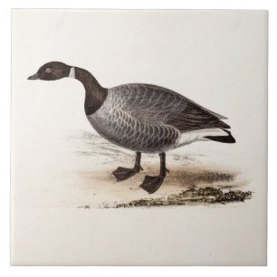 Vintage 1800s Brent Goose - Retro Geese Template Tile