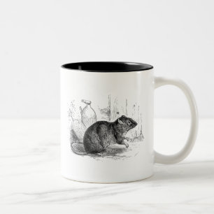 Vintage 1800s Brown Barn Rat Rats Illustration Two-Tone Coffee Mug