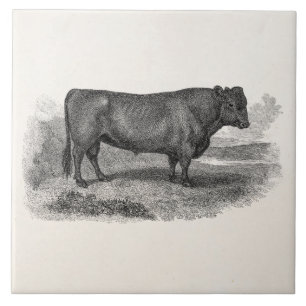 Vintage 1800s Bull Illustration Retro Cow Bulls Tile