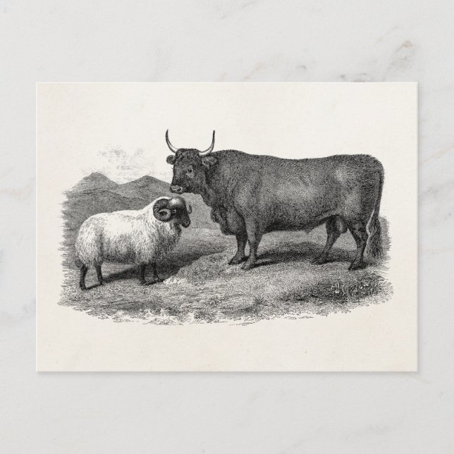 Vintage 1800s Bull Sheep Illustration Retro Farm Postcard (Front)