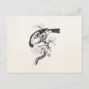 Vintage 1800s Bullfinch Bird Illustration - Birds Postcard