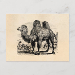 Vintage 1800s Camel - Egyptian Camels Template Postcard