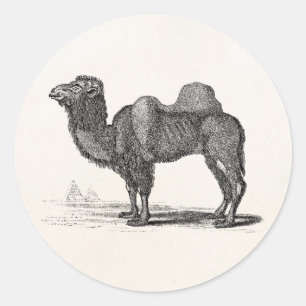 Vintage 1800s Camel Illustration - Camels Classic Round Sticker