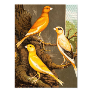 Vintage 1800s Canary Song Bird Template Canaries Photo Print