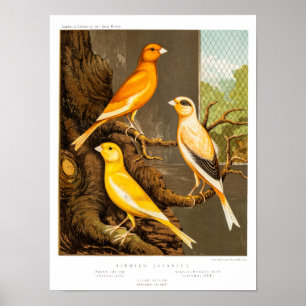 Vintage 1800s Canary Song Bird Template Canaries Poster
