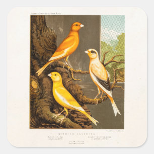 Vintage 1800s Canary Song Bird Template Canaries Square Sticker