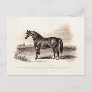 Vintage 1800s Cart Stallion Horse Illustration Postcard