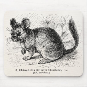 Vintage 1800s Chinchilla Chinchillas Illustration Mouse Mat