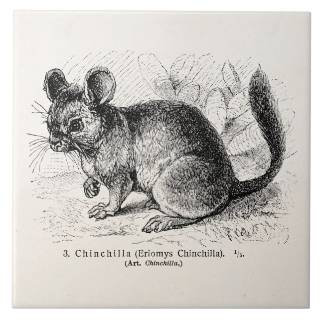 Vintage 1800s Chinchilla Chinchillas Illustration Tile (Front)