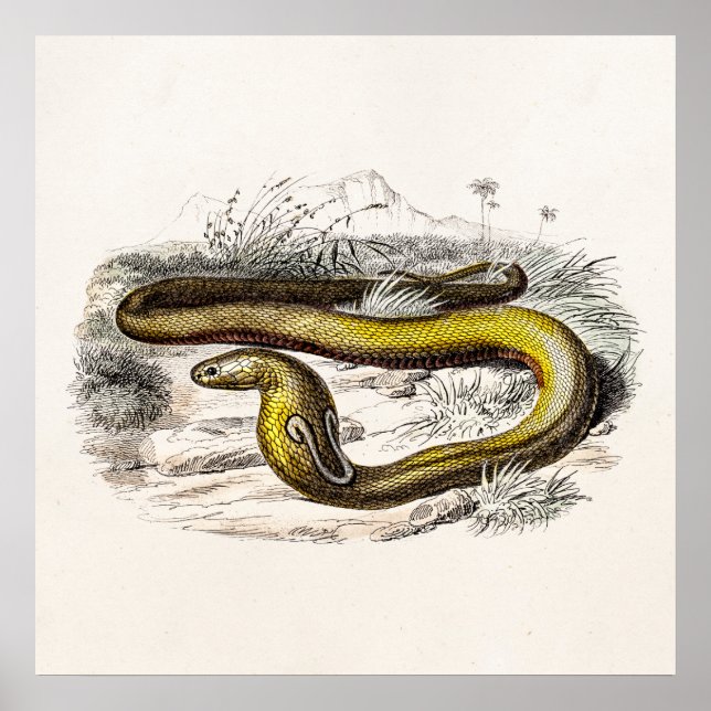 Vintage 1800s Cobra Snake Retro Cobras Drawing Poster (Front)